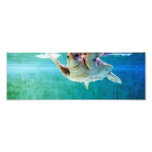 Loggerhead #5 Photo