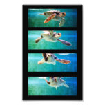 Loggerhead Sea Turtle Study Photo