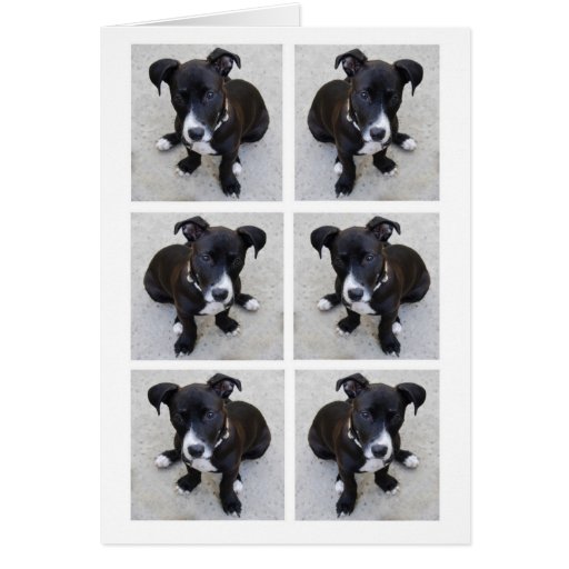 Loki Pup Collage Card