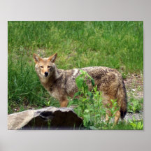 Lone Coyote Posters