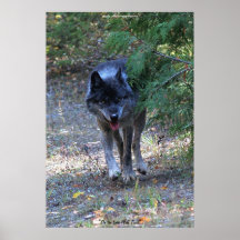 Lone Wolf Walking on Path Wildlife Photo Art Print
