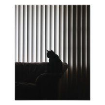 Lonely Cat Photograph
