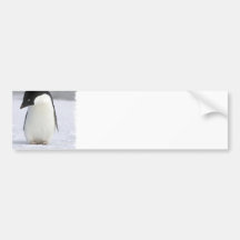 Lonely Penguin Bumper Stickers