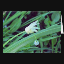 Lonely White Flower cards