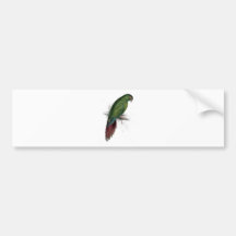 Long -Billed Parrakeet-Maccaw by Edward Lear Bumper Sticker