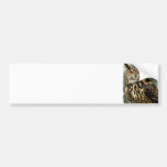 Long Eared Owl Bumper Sticker