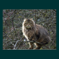 Long-hair Tabby Cat Animal Pet Photo Print photography