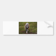 Long Haired Goat. Bumper Sticker
