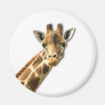 Long Necked Giraffe Magnet