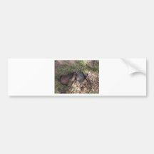 longbow turkey hunt bumper stickers
