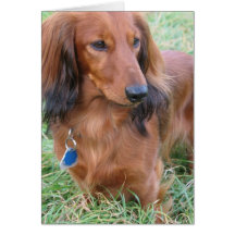 Longhaired Dachshund Greeting Card