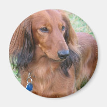 Longhaired Dachshund Magnet
