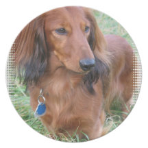 Longhaired Dachshund Plate