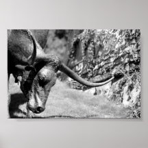 Longhorn Eating Posters