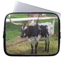 longhorn steer