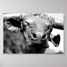 Longhorn Up Close Posters
