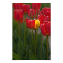 Look On The Bright Side. Photo Print