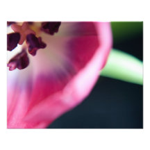 Looking IntoThe Centre of a Pink and White Tulip Photo Art