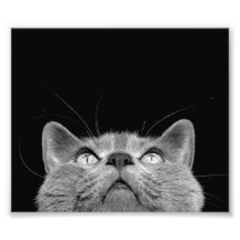 Looking up - print photograph