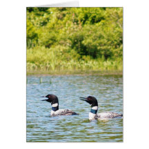 Loons Calling the Others Cards