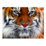 Lord of the Indian Jungles, The Royal Bengal Tiger Post Cards