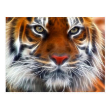 Lord of the Indian Jungles, The Royal Bengal Tiger Post Cards