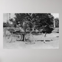 Los Angeles, CA Ostrich Farm Cart Scene Print