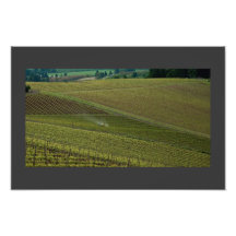 Lost in the Grapevine Photograph