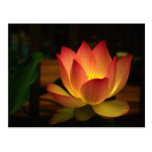 Lotus 1 postcard