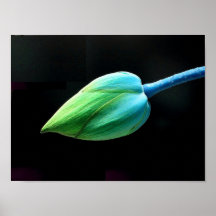 Lotus Bud Print