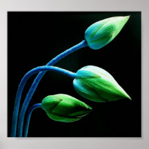 Lotus Buds Print