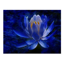 Lotus flower and its meaning post card