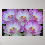 Lotus flower and its meaning poster
