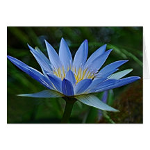 Lotus flower and meaning cards
