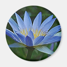 Lotus flower and meaning magnets