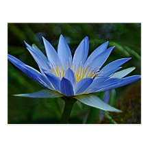 Lotus flower and meaning postcard