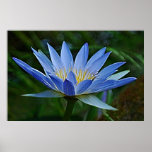 Lotus flower and meaning posters