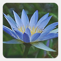 Lotus flower and meaning square sticker