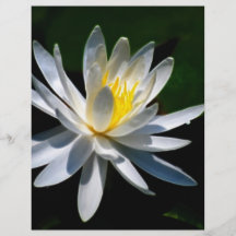 Lotus flower or waterlily and meaning flyers