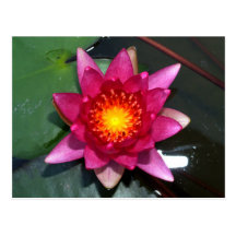 lotus  flower post cards