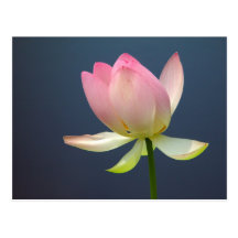 lotus flower postcard