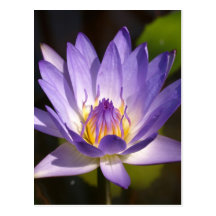 lotus  flower postcard