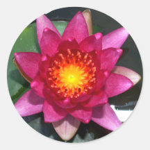 lotus  flower stickers