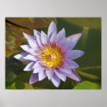 Lotus Flower/Waterlily Poster