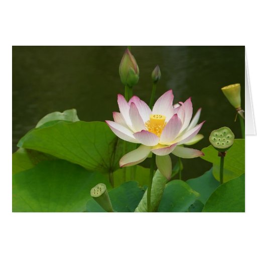 Lotus Flowers Ponds Cards