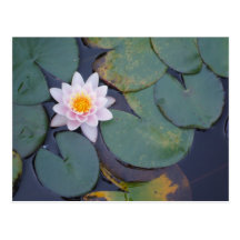 Lotus Flowers Post Card