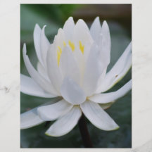 Lotus or waterlily and meaning flyer