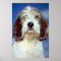 Louis,"""" Petit Basset Griffon de Vendeen Posters