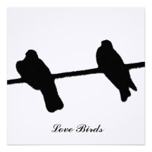 Love Birds Announcement