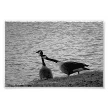 Love Birds B&W Print Extra Small Photo Print